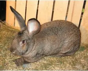 Wie ist das riesige Kaninchen von Flandern?