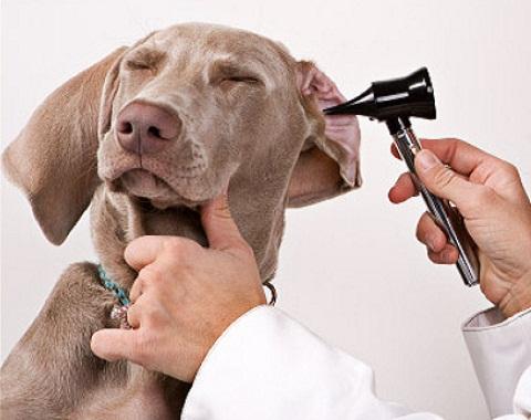 Wie kann ich feststellen, ob mein Hund Ohrenentzündung hat?
