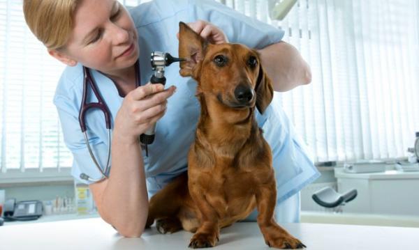Wie man Hundeohrentzündung behandelt