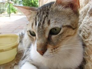 Wie behandelt man Toxoplasmose bei Katzen?