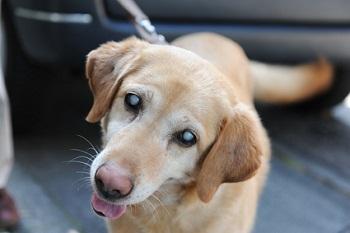 Beratung bei der Adoption eines blinden Hundes