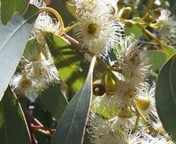Was sind die heilenden Eigenschaften von Eukalyptus?