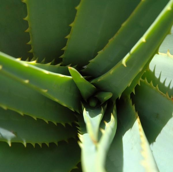 Was sind die Eigenschaften von Aloe?