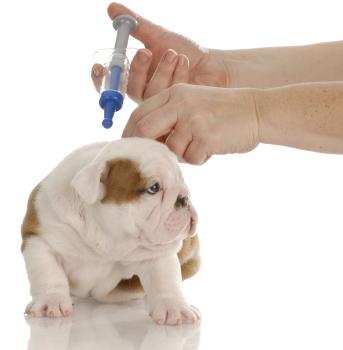 Was sind die Impfstoffe, die ich meinem Hund geben sollte?
