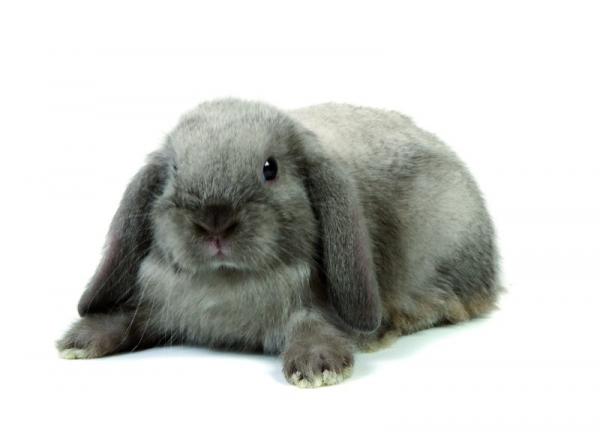 Was sind die Arten von Kaninchen Belier