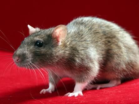 Was es bedeutet, von Ratten zu träumen
