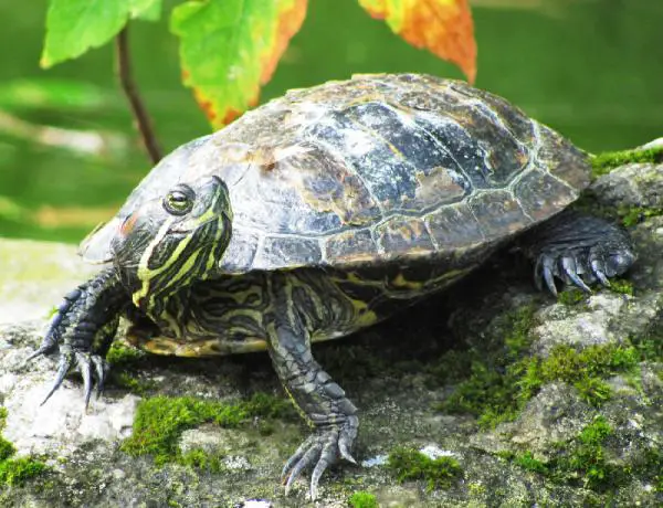 Wie pflegt man die Schale einer Wasserschildkröte?