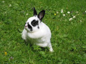 Wie man ein Kaninchen als Haustier wählt