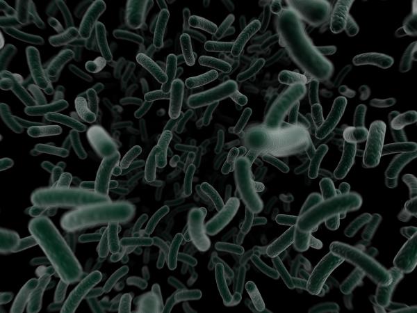 Wie behandelt man die Bakterien Enterobacter cloacae