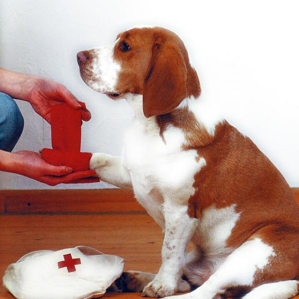 Erste-Hilfe-Tipps für Hunde
