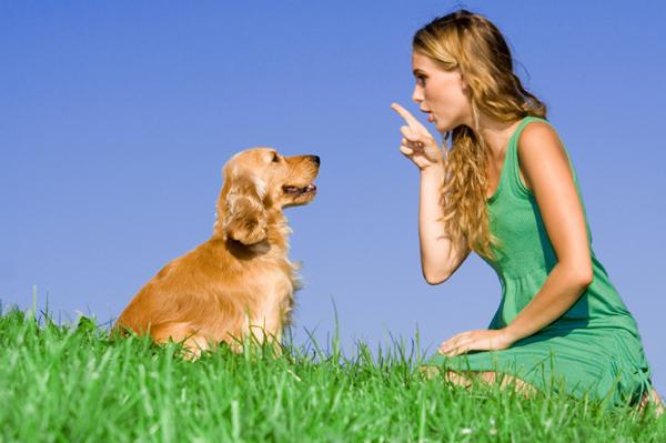 Tipps für Ihren Hund, um Ihnen zu gehorchen