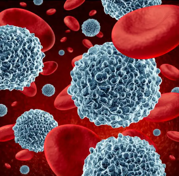 Was sind die Ursachen für den Anstieg der weißen Blutkörperchen