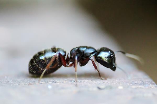 Tricks, um Ameisen zu töten