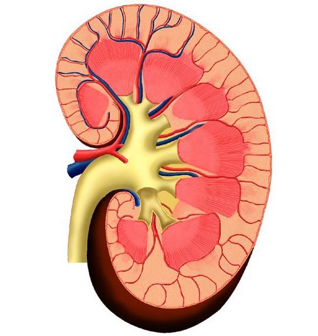 Merkmale und Funktionen der Nieren