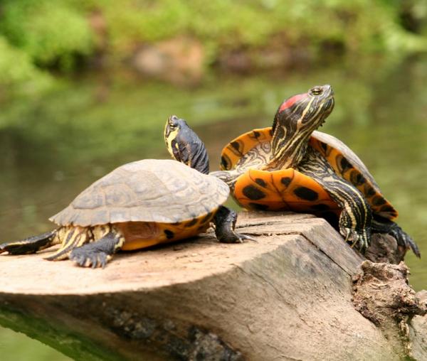 Wie man die Wasserschildkröten füttert