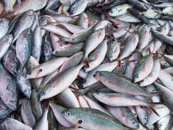 Wie man Risiken vermeidet, wenn man Fisch isst