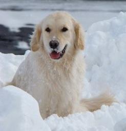Wie gehe ich mit meinem Hund in den Schnee?