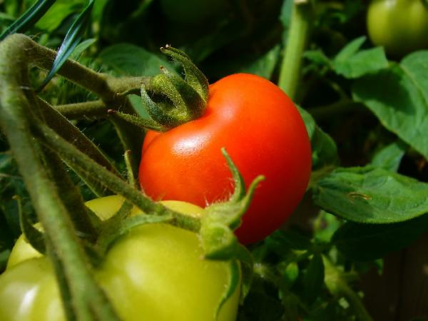 Wie man Tomatenpflanzen beschneidet