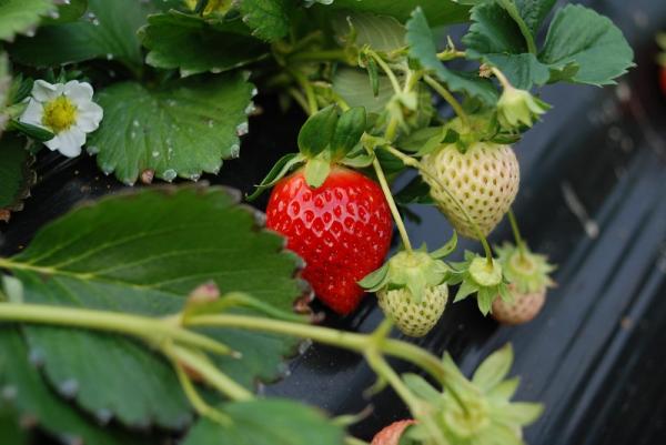 Wie man Erdbeeren anpflanzt