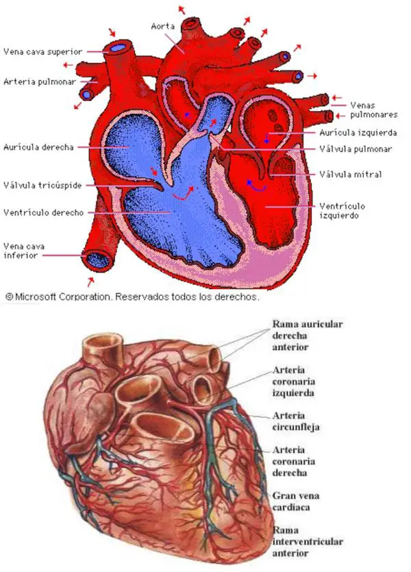 Was sind die Teile des Herzens?