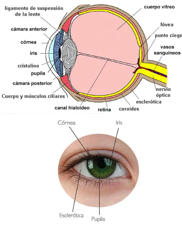 Was sind die Teile des Auges?