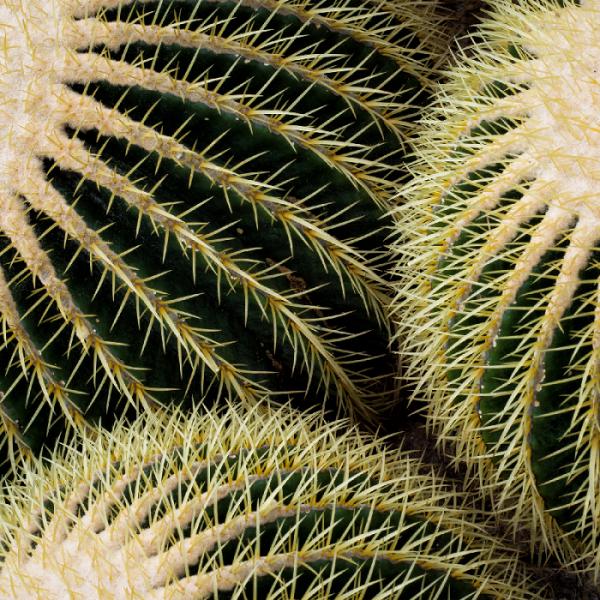 Was sind die häufigsten Kaktusschädlinge?