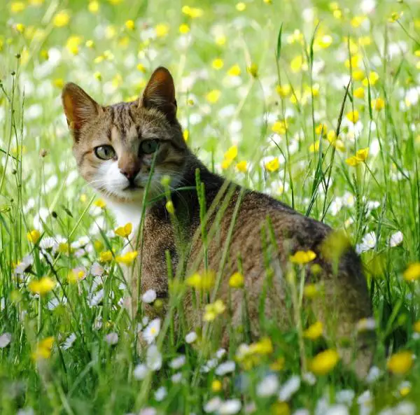 Was sind die giftigen Pflanzen für Katzen?