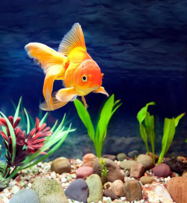 Was sind die besten Fische, um mein Aquarium zu reinigen?