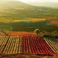 Die 10 wichtigsten Weinregionen Frankreichs