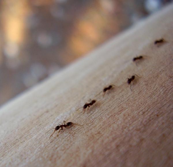 Wie man Ameisen mit Borsäure tötet