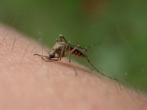 Wie man Dengue verhindert