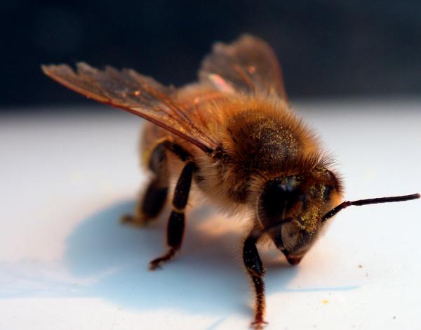 Wie man Bienen abstößt
