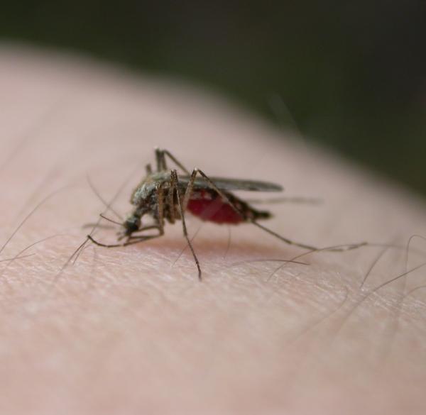 Wie man infizierte Mückenstiche behandelt