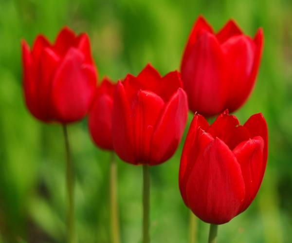 Was bedeutet die rote Tulpe?