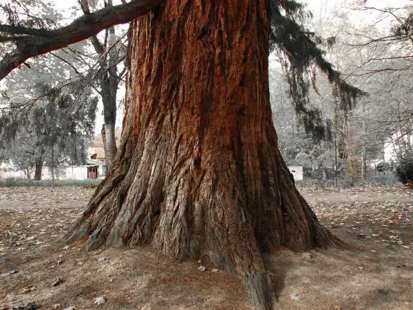 Was sind die ältesten Bäume auf der Erde?