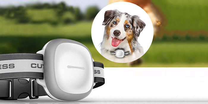 Localizador GPS perro