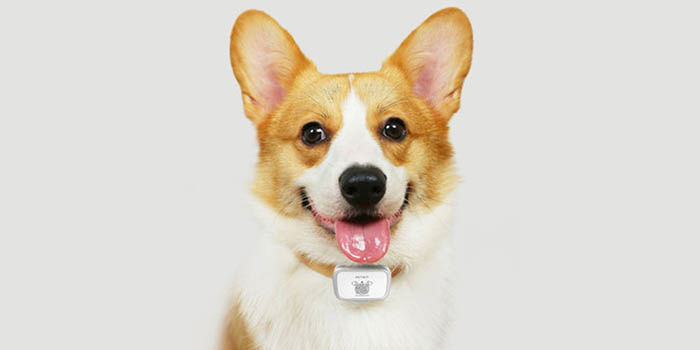 Localizador para perros Xiaomi
