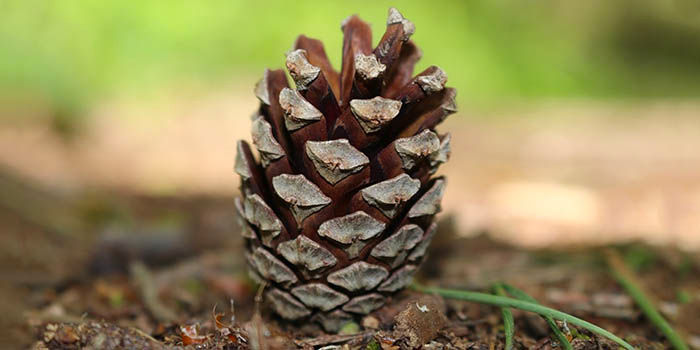 Xiaomi Tannenzapfen Xiaomi Pinecone