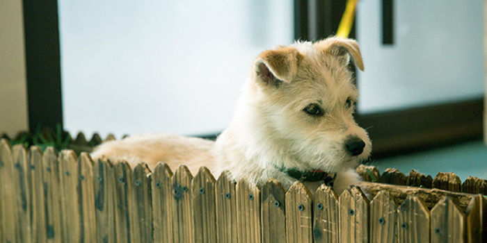 Xiaomi adopto a un perro y otras curiosidades